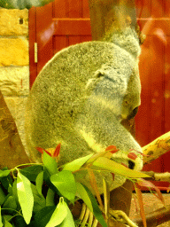 Queensland Koala at the Antwerp Zoo