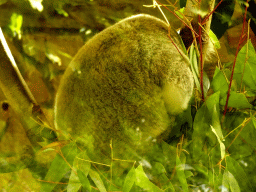 Queensland Koala at the Antwerp Zoo