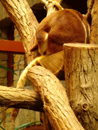 Goodfellow`s Tree-Kangaroo at the Antwerp Zoo