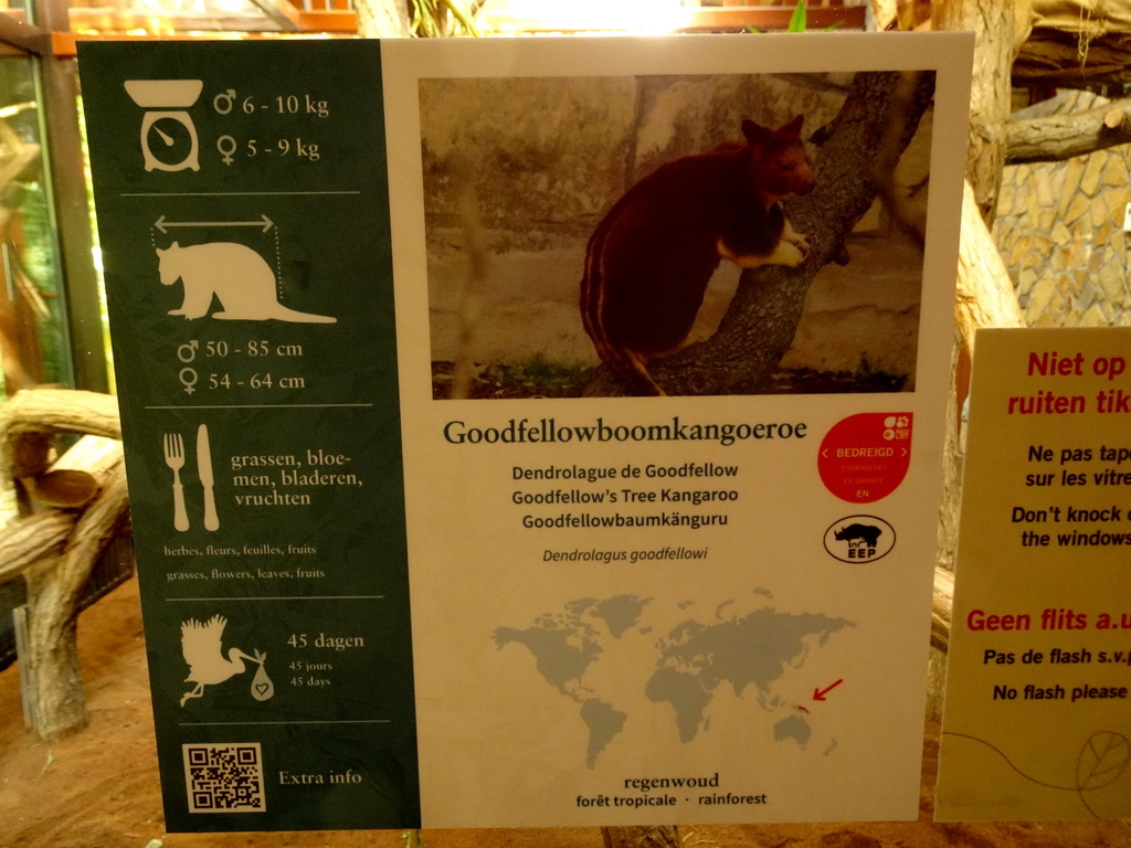 Explanation on the Goodfellow`s Tree-Kangaroo at the Antwerp Zoo