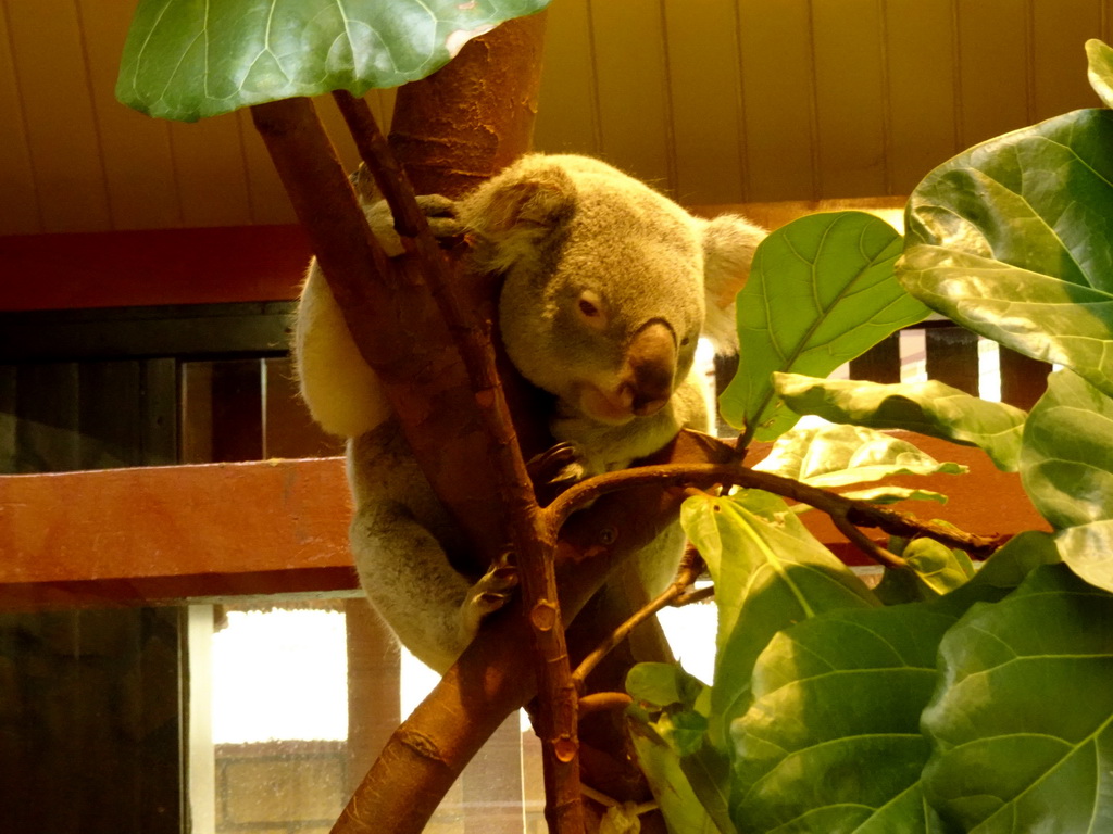 Queensland Koala at the Antwerp Zoo