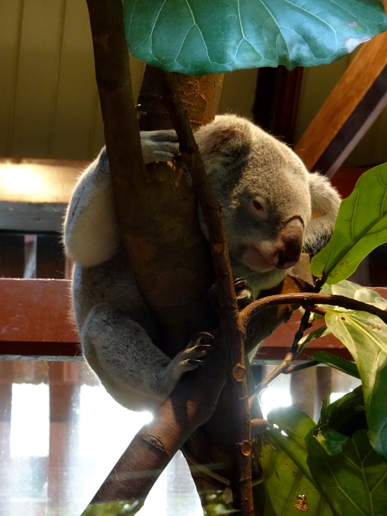 Queensland Koala at the Antwerp Zoo