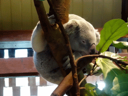 Queensland Koala at the Antwerp Zoo