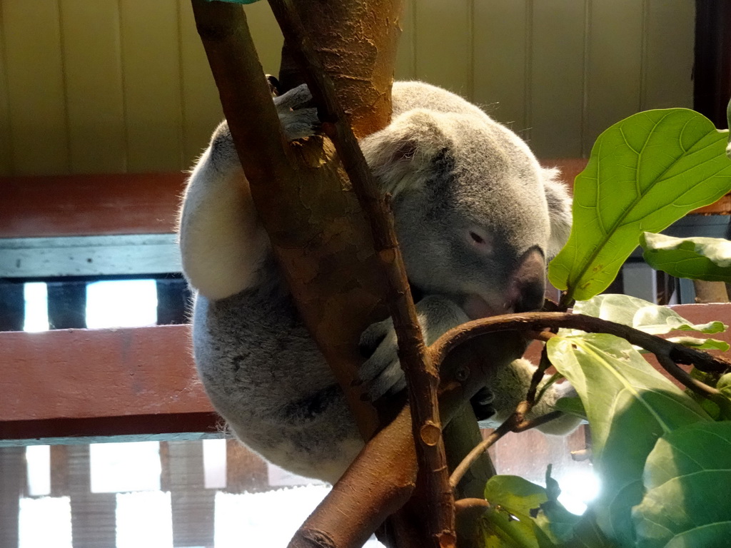 Queensland Koala at the Antwerp Zoo