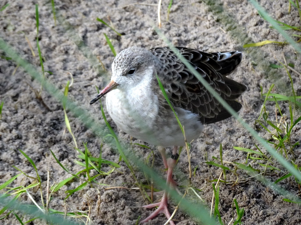 Redshank at the Antwerp Zoo