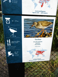 Explanation on the Redshank at the Antwerp Zoo