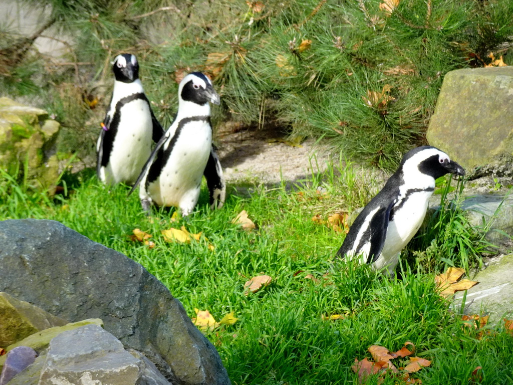 African Penguins at the Antwerp Zoo