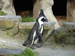 African Penguins at the Antwerp Zoo