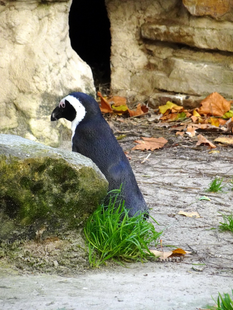 African Penguin at the Antwerp Zoo