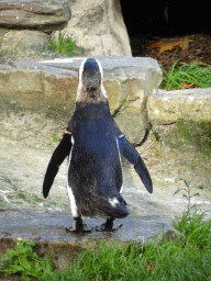 African Penguin at the Antwerp Zoo