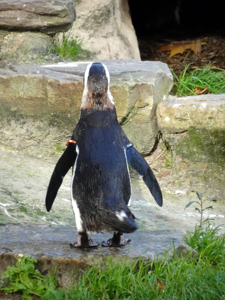 African Penguin at the Antwerp Zoo