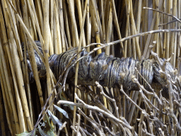 Barbary Striped Grass Mice at the Primate Building at the Antwerp Zoo