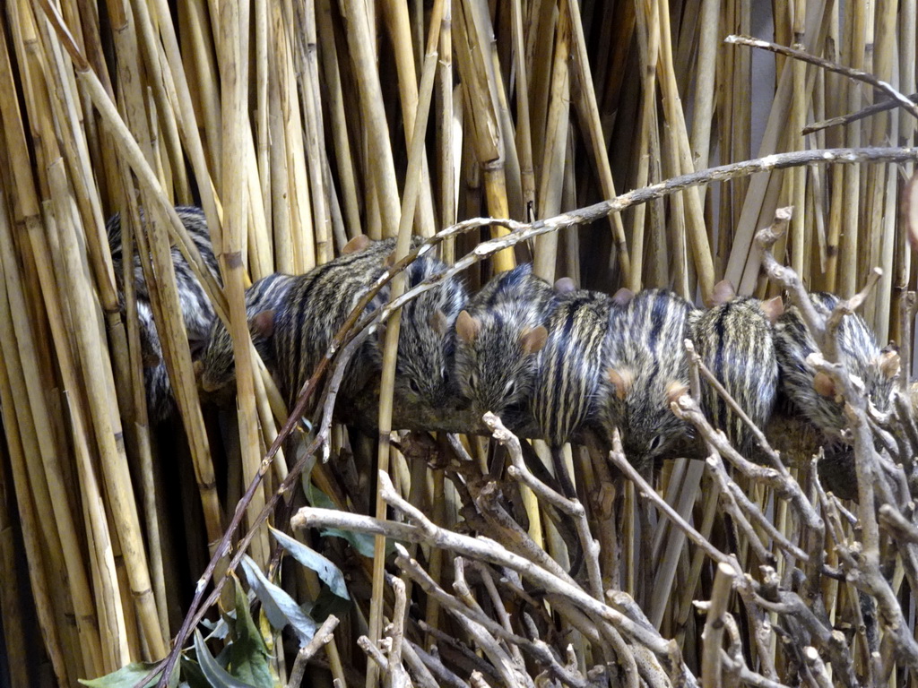 Barbary Striped Grass Mice at the Primate Building at the Antwerp Zoo