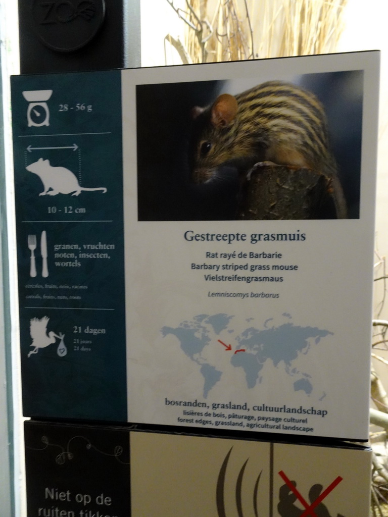 Explanation on the Barbary Striped Grass Mice at the Primate Building at the Antwerp Zoo