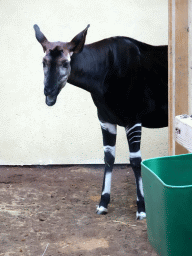 Okapi at the Antwerp Zoo