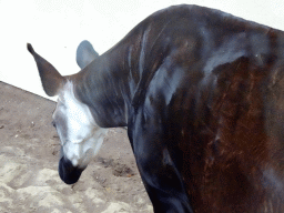 Okapi at the Antwerp Zoo