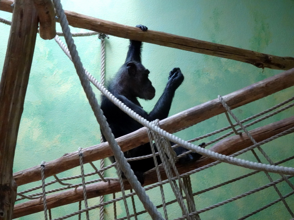 Chimpanzee at the Primate Building at the Antwerp Zoo