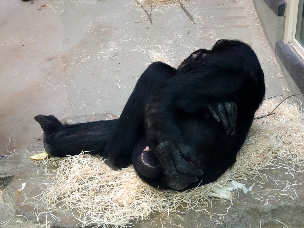 Chimpanzee at the Primate Building at the Antwerp Zoo