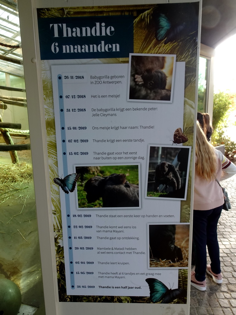 Information on the young Gorilla `Thandie` at the Primate Building at the Antwerp Zoo