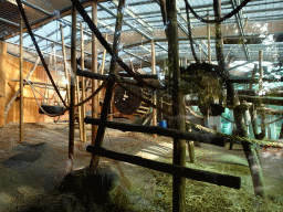 Gorillas at the Primate Building at the Antwerp Zoo