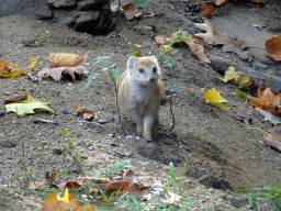 Yellow Mongoose at the Antwerp Zoo