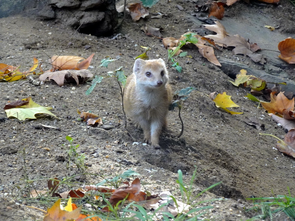 Yellow Mongoose at the Antwerp Zoo