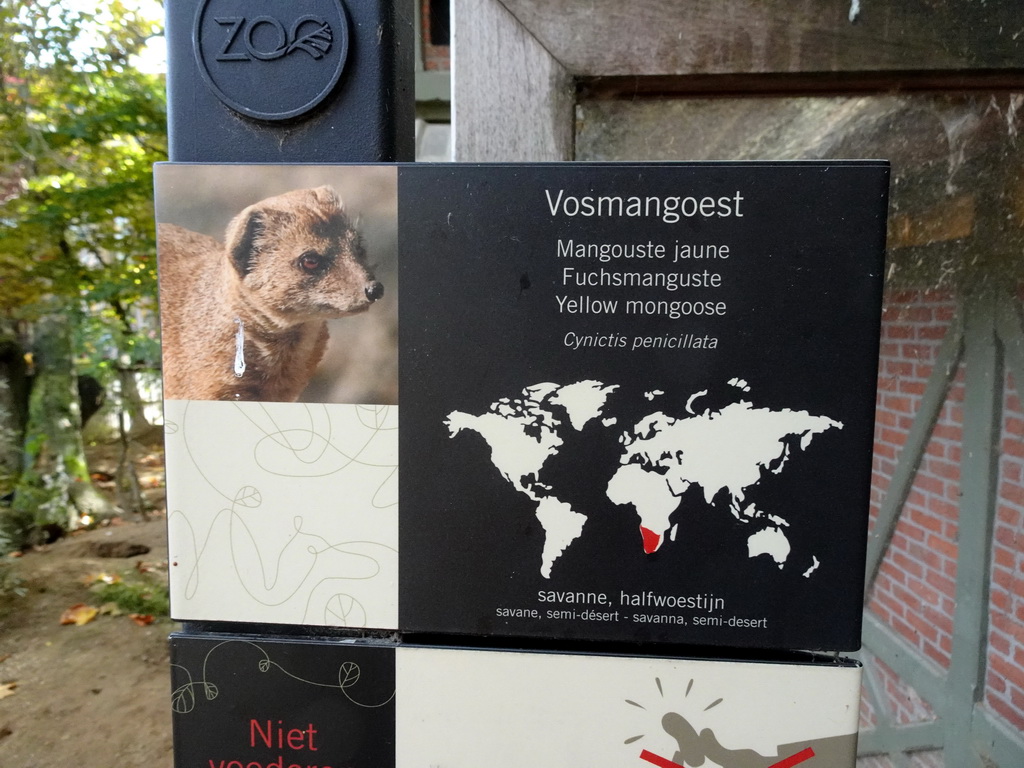 Explanation on the Yellow Mongoose at the Antwerp Zoo