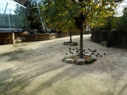 Birds at the Savannah at the Antwerp Zoo