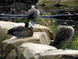Ducks at the Savannah at the Antwerp Zoo