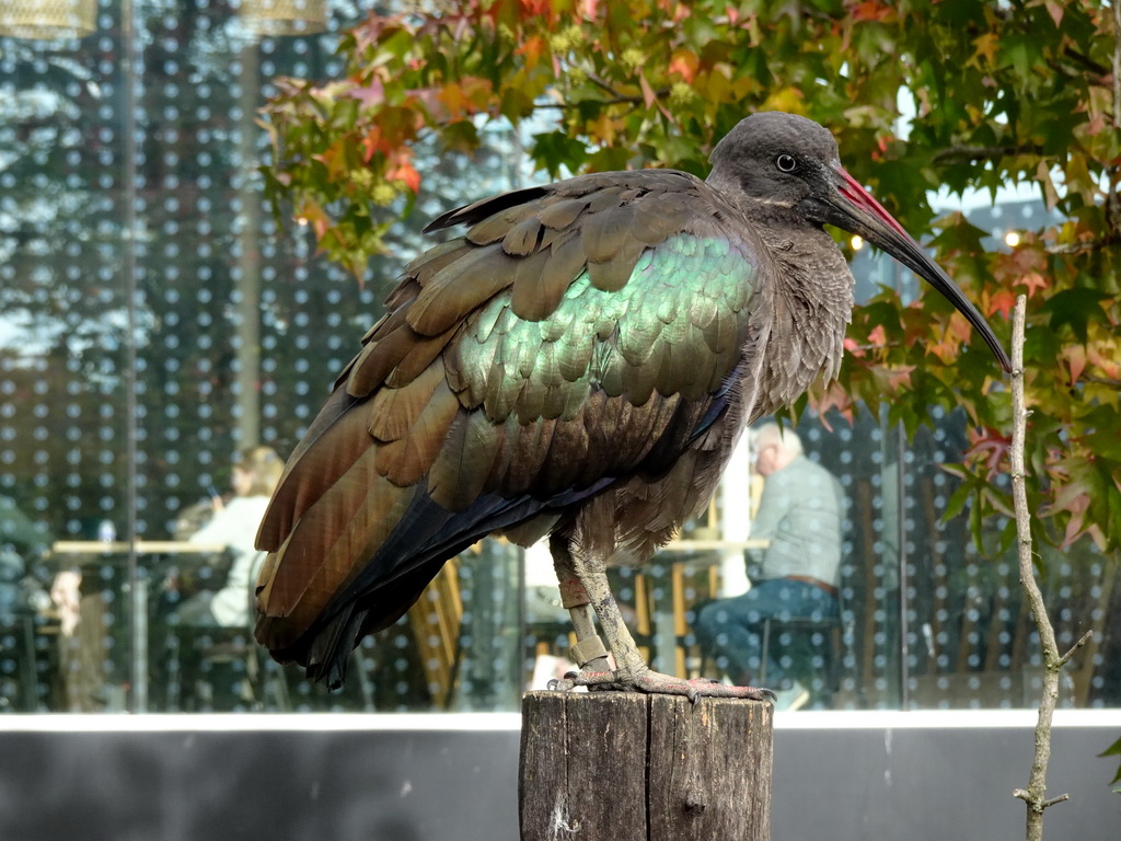 Hadada Ibis at the Savannah at the Antwerp Zoo