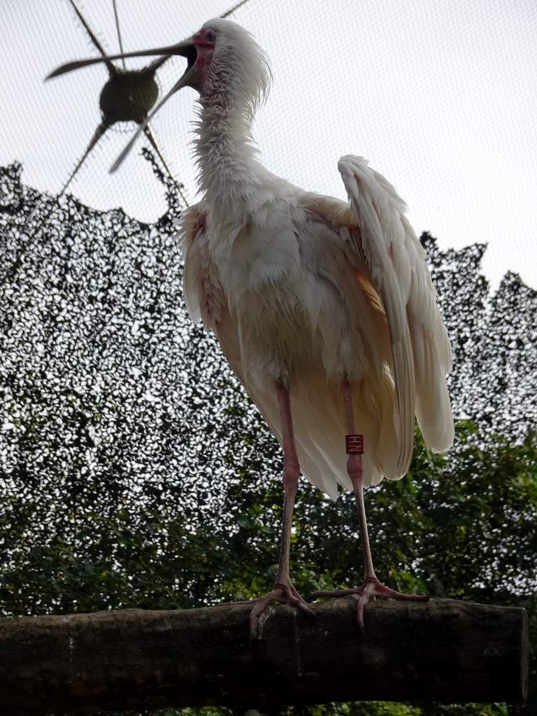 African Spoonbill at the Savannah at the Antwerp Zoo