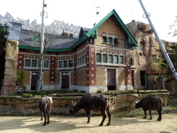 African Buffaloes at the Savannah at the Antwerp Zoo