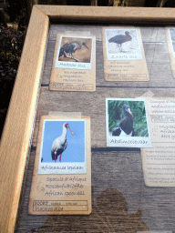 Explanation on the Hadada Ibis, Glossy Ibis, African Spoonbill and Abdim`s Stork at the Savannah at the Antwerp Zoo