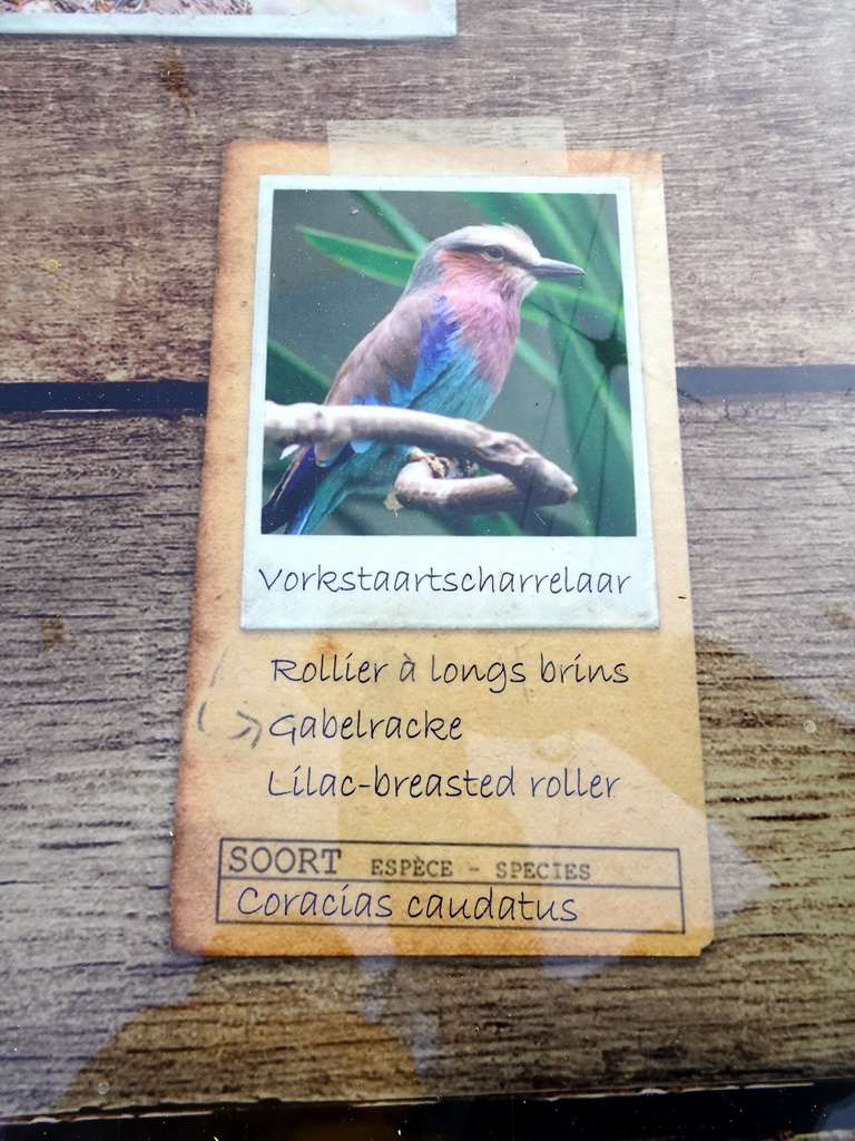 Explanation on the Lilac-breasted Rollers at the Savannah at the Antwerp Zoo