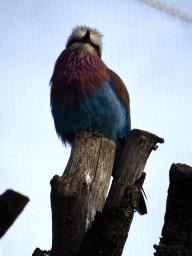 Lilac-breasted Roller at the Savannah at the Antwerp Zoo