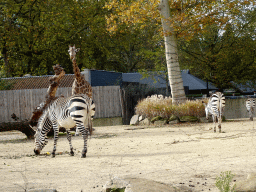 Rothschild`s Giraffe and Hartmann`s Mountain Zebras at the Antwerp Zoo