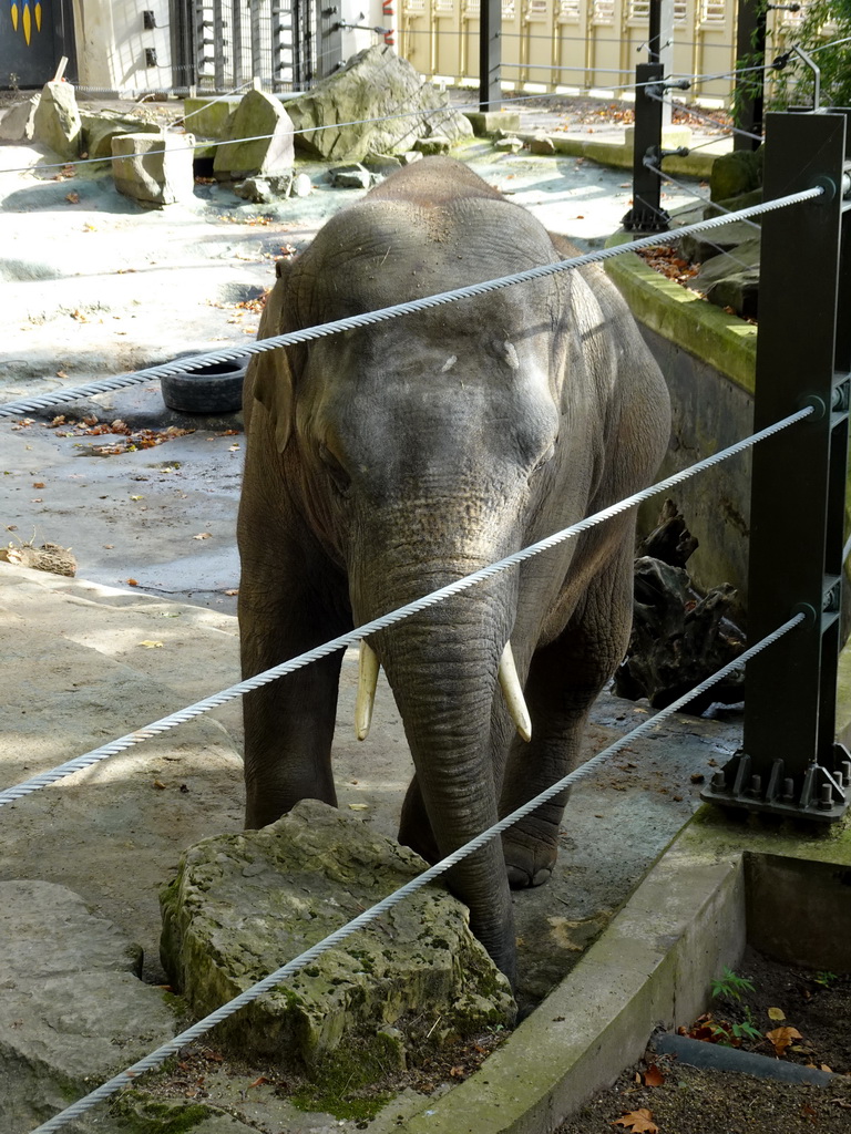 Asian Elephant at the Antwerp Zoo