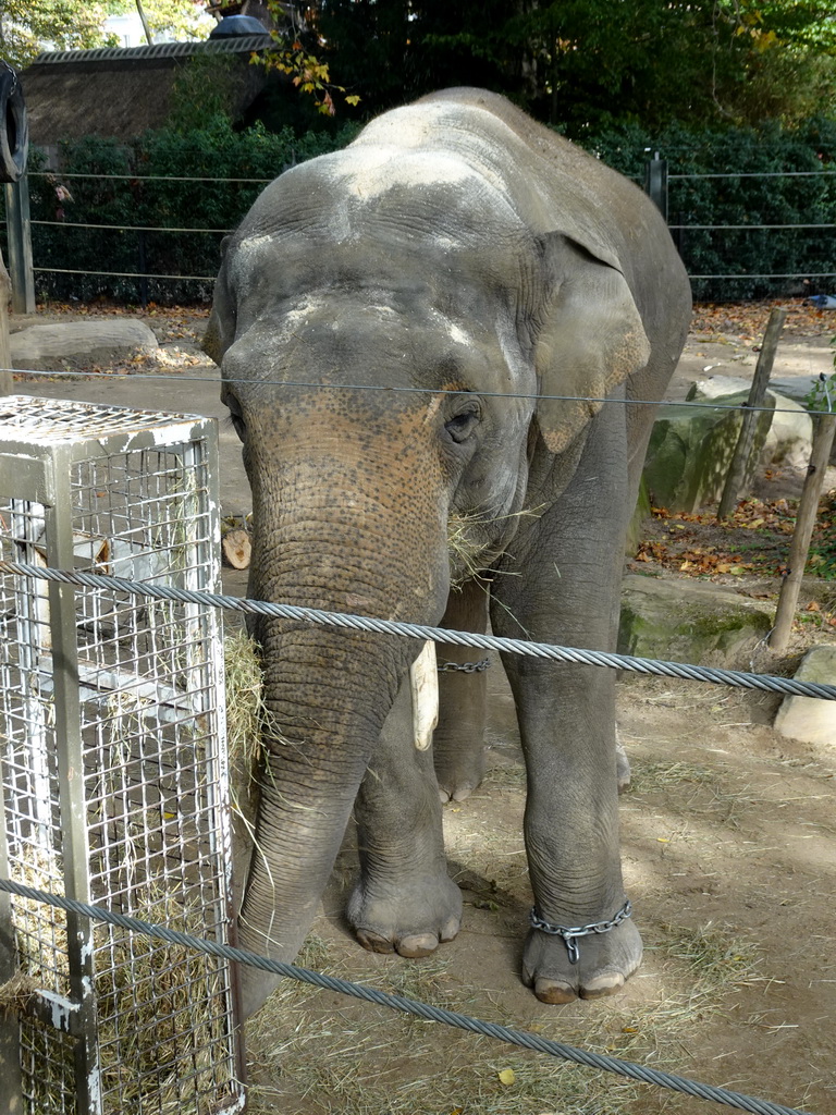 Asian Elephant at the Antwerp Zoo