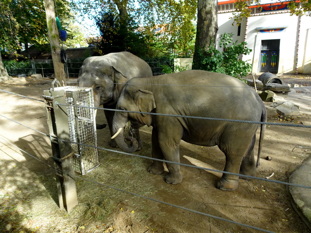 Asian Elephants at the Antwerp Zoo