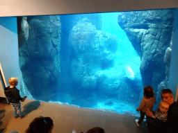 Harbor Seal under water at the Vriesland building at the Antwerp Zoo