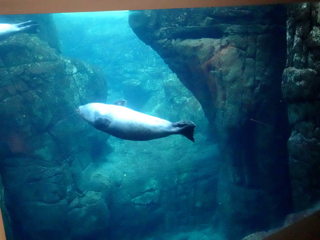 Harbor Seal under water at the Vriesland building at the Antwerp Zoo