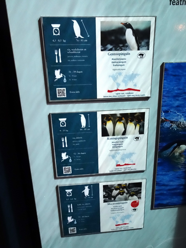 Explanation on the Gentoo Penguin, King Penguin and Macaroni Penguin at the Vriesland building at the Antwerp Zoo