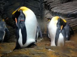 King Penguins at the Vriesland building at the Antwerp Zoo