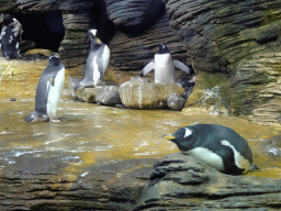 Gentoo Penguins at the Vriesland building at the Antwerp Zoo