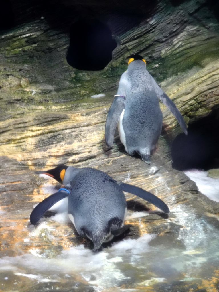 King Penguins at the Vriesland building at the Antwerp Zoo