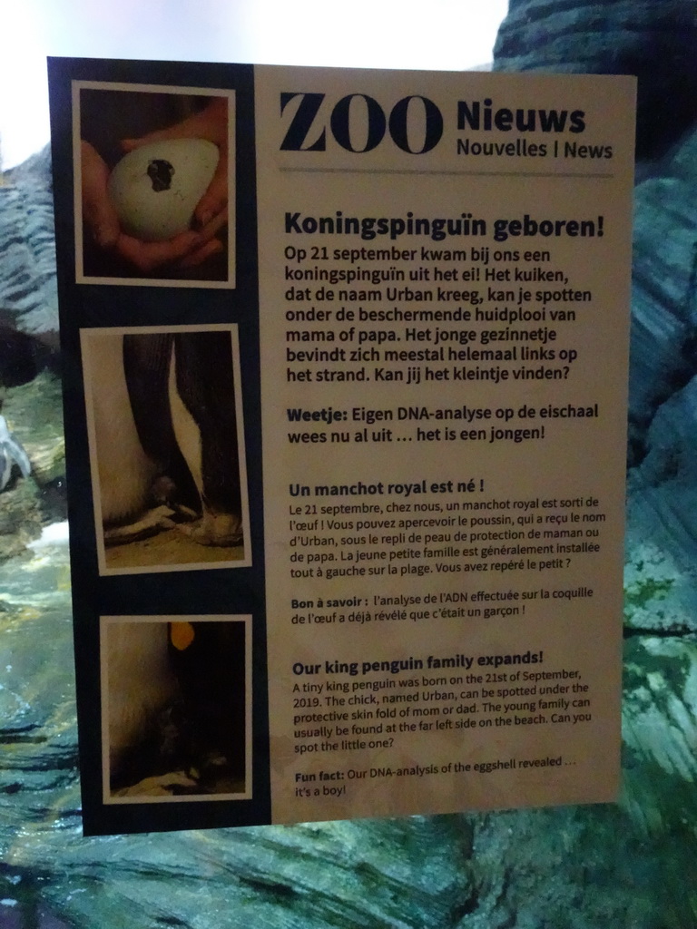 Information on a King Penguin being born at the Vriesland building at the Antwerp Zoo