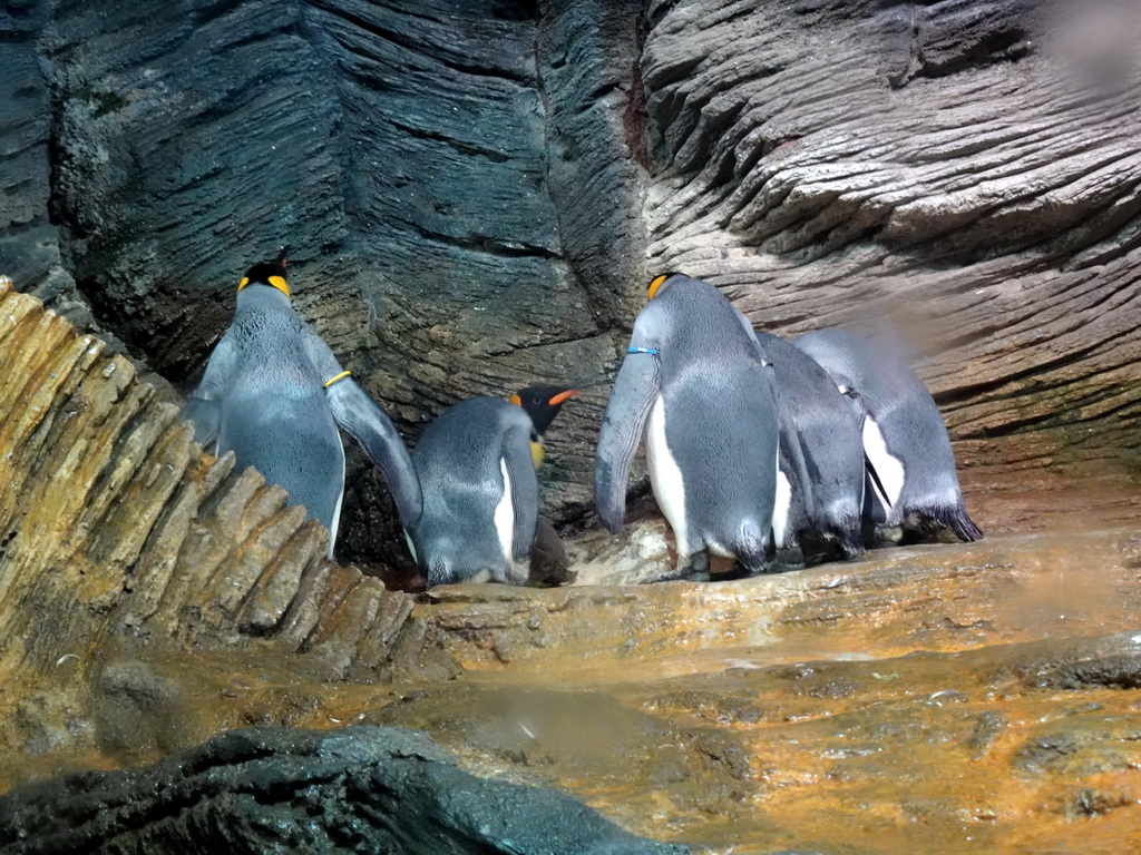 Baby King Penguin and other King Penguins at the Vriesland building at the Antwerp Zoo
