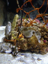 Seahorses at the Aquarium of the Antwerp Zoo