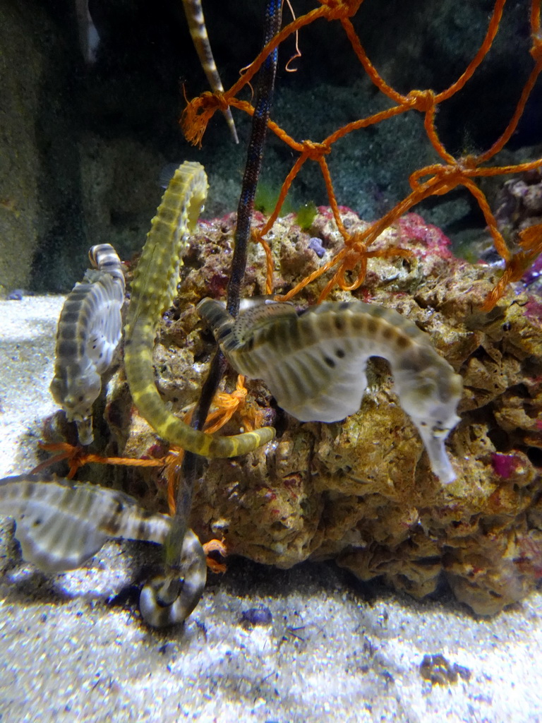 Seahorses at the Aquarium of the Antwerp Zoo