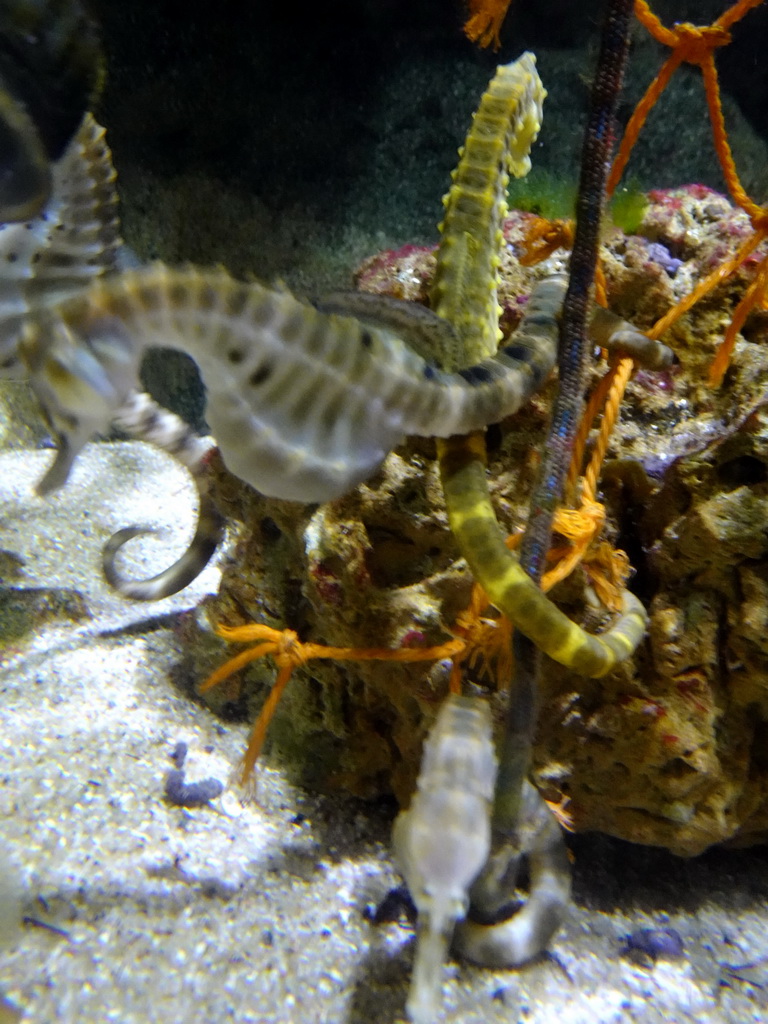 Seahorses at the Aquarium of the Antwerp Zoo